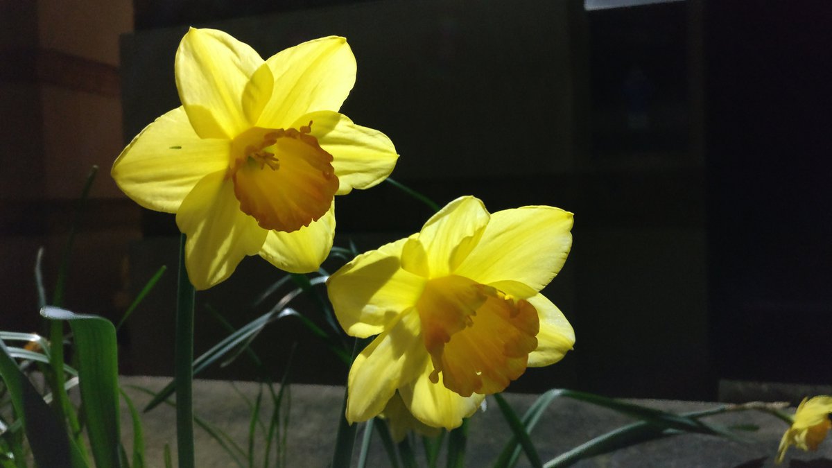 Daffodils by night