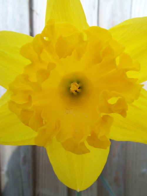 Daffodil