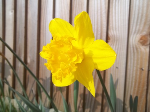 Daffodil