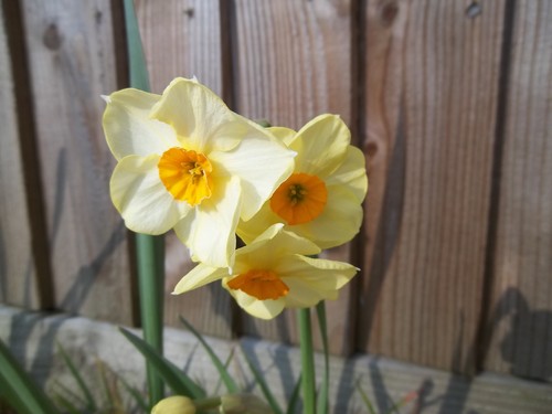 Daffodil