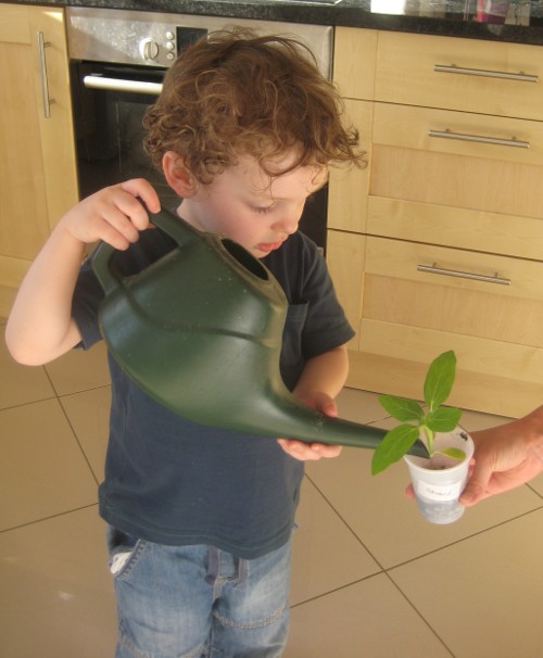 Edward with young sunflower