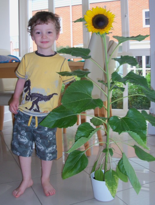 Edward with large sunflower
