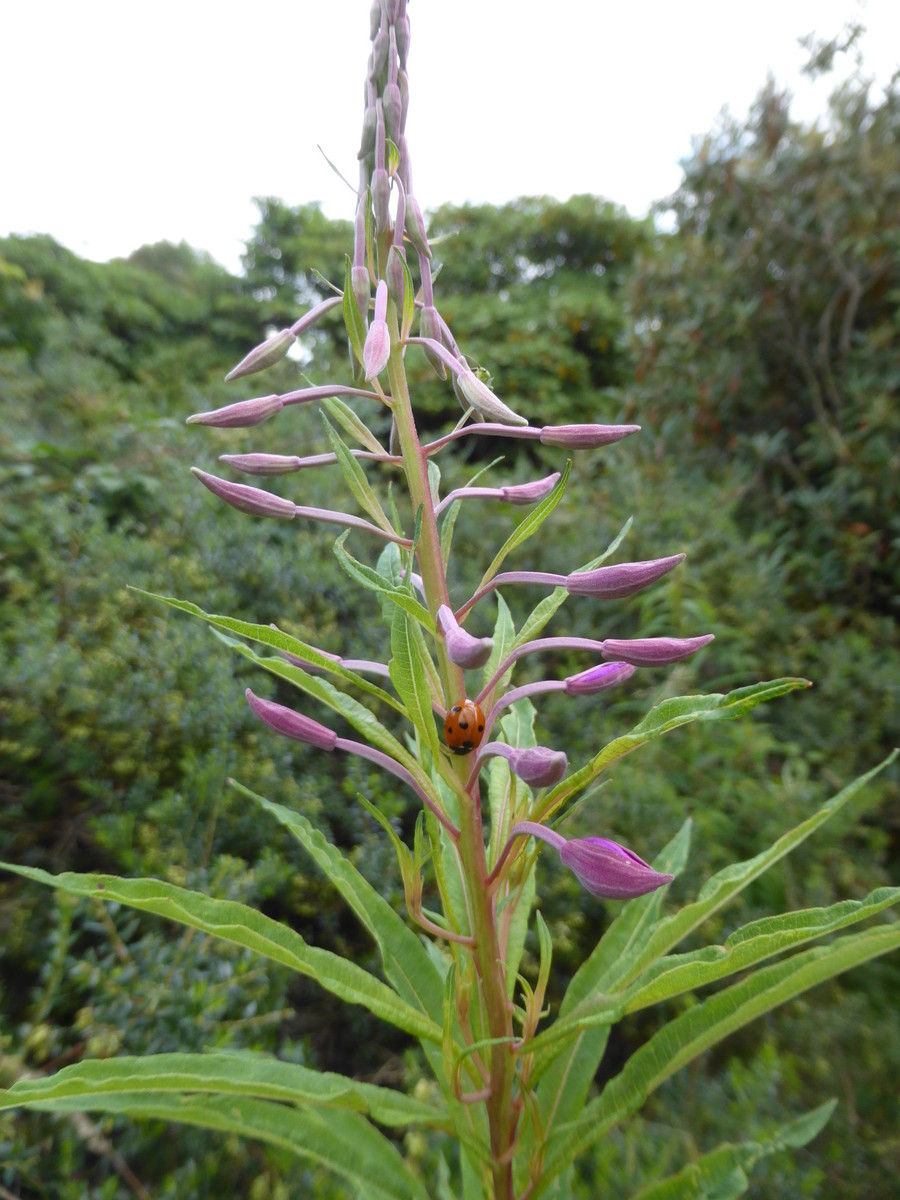 Flower and ladybird