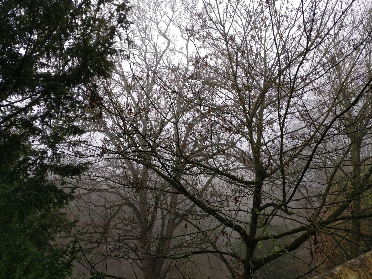 Misty winter trees