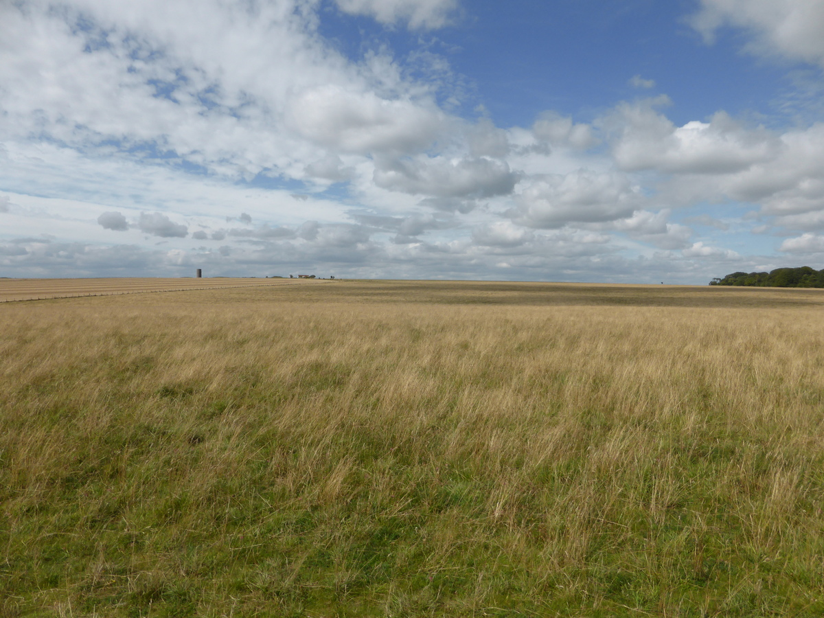 Grass, clouds and distant buildings