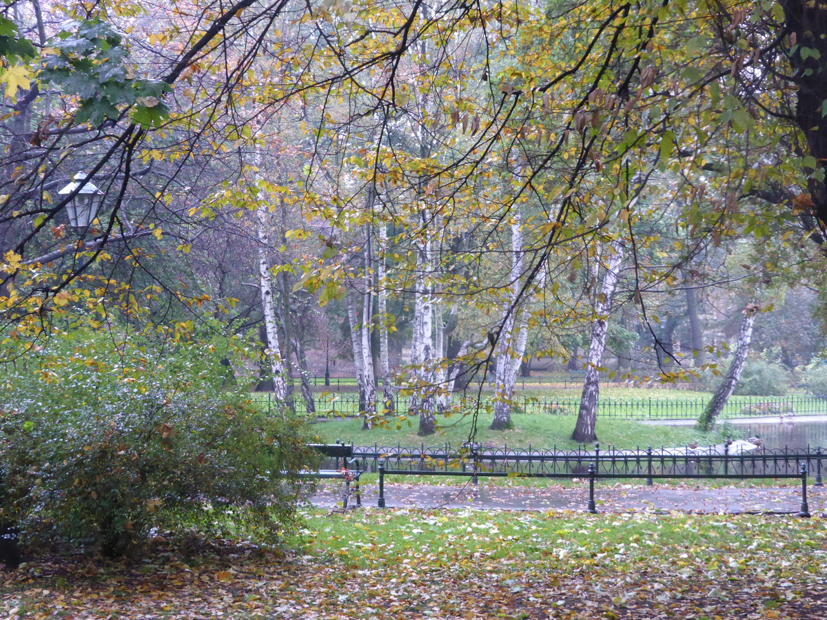 Park, trees, autumn