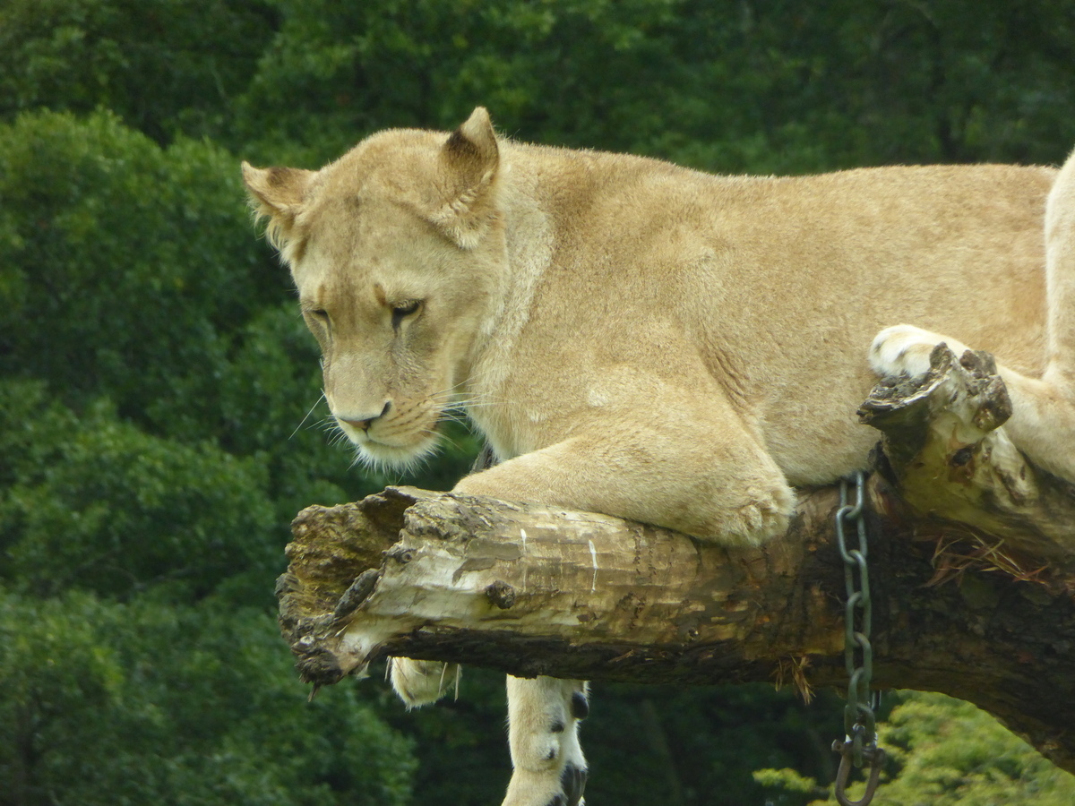 Longleat - a resting lion