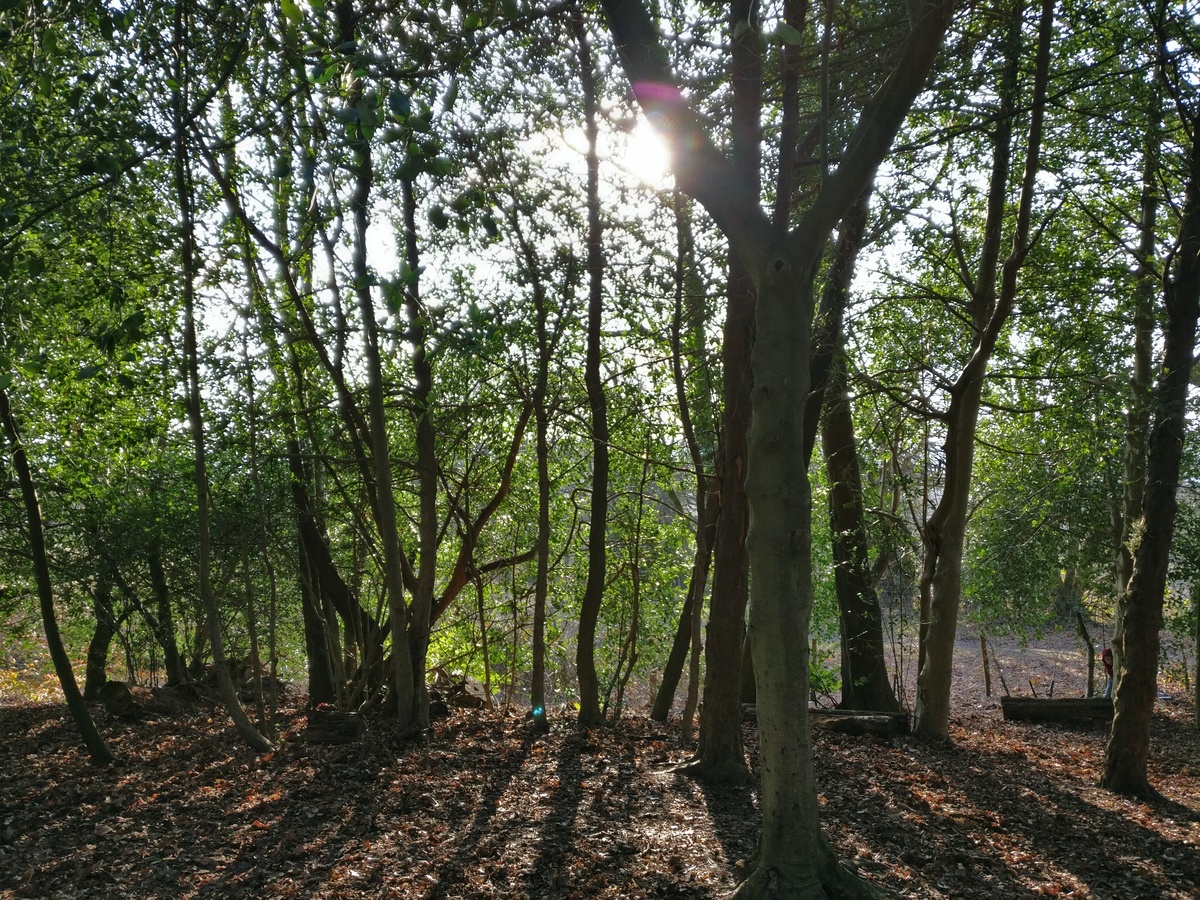 Trees and sunshine at Standen