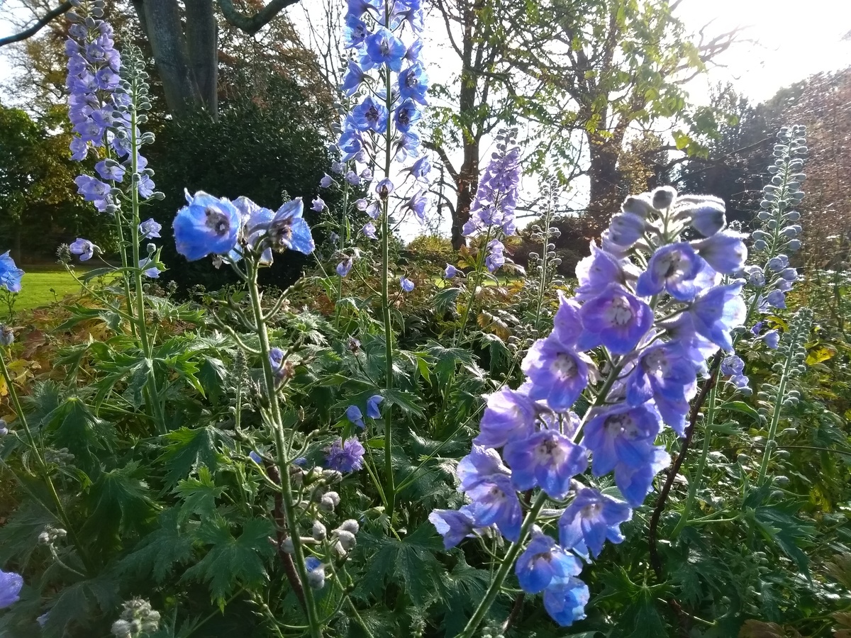 Blue flowers and sun