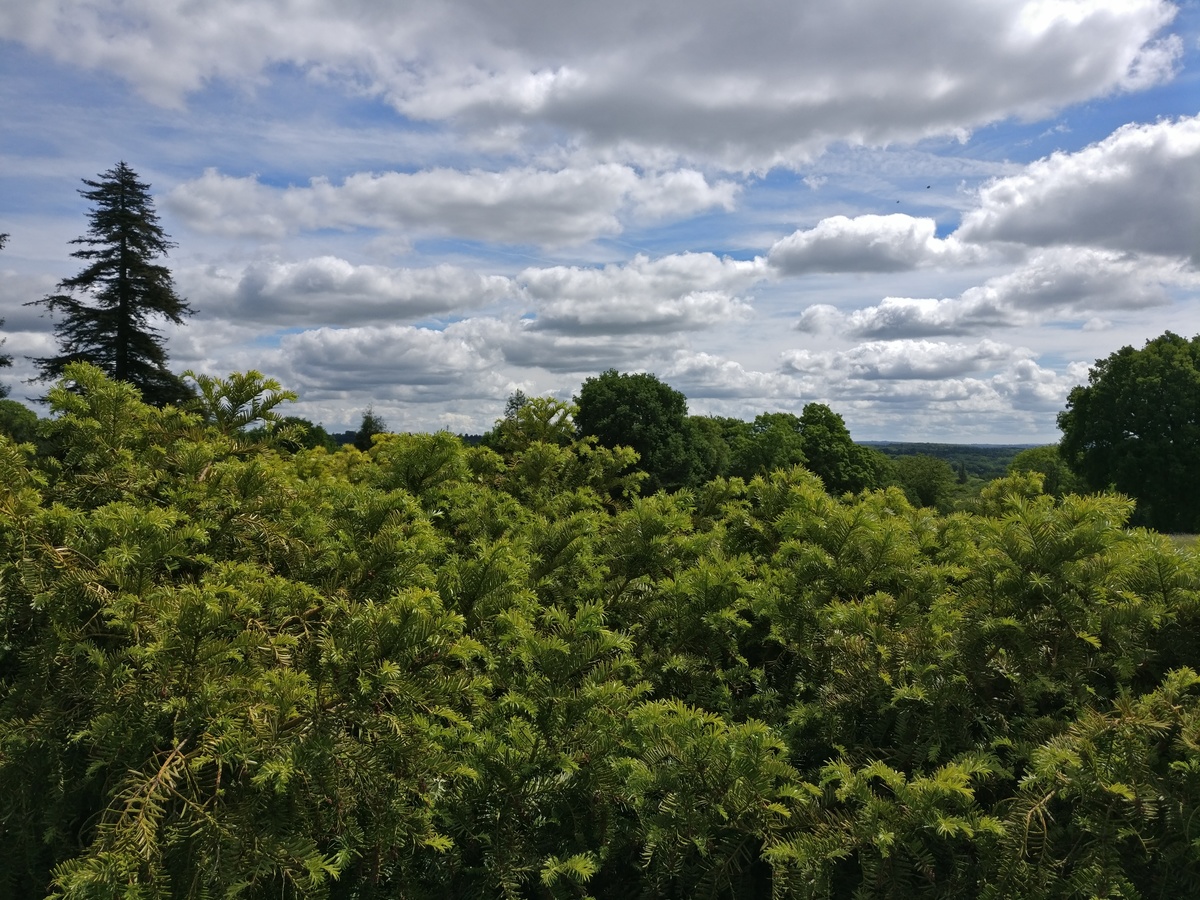 Tree tops and blue sky