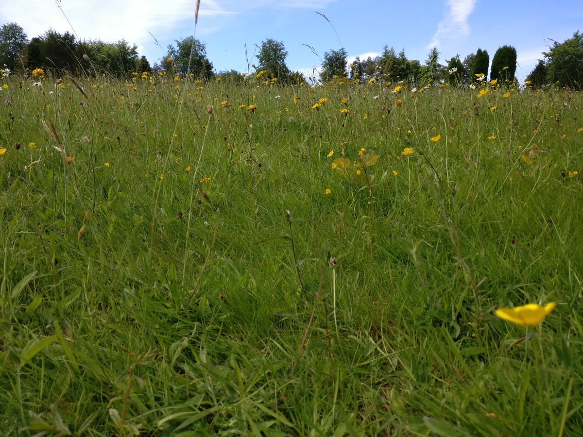 Field of flowers