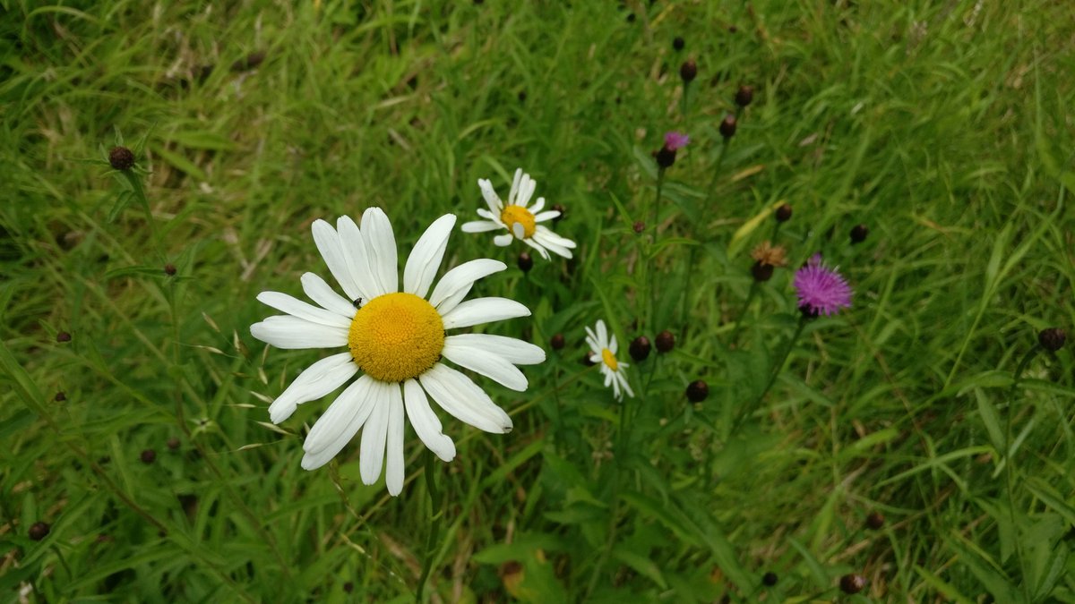 Daisy