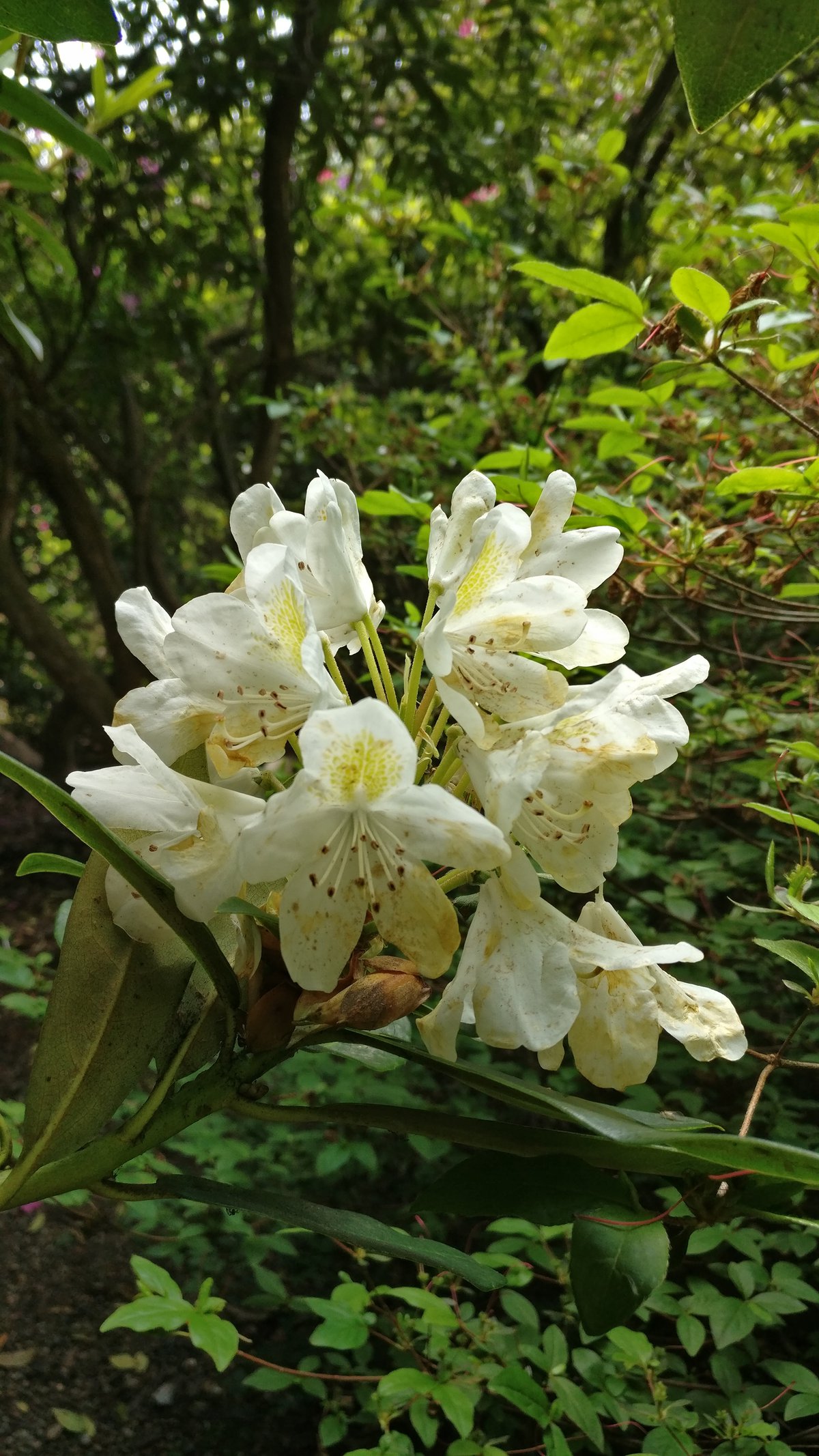 White flowers