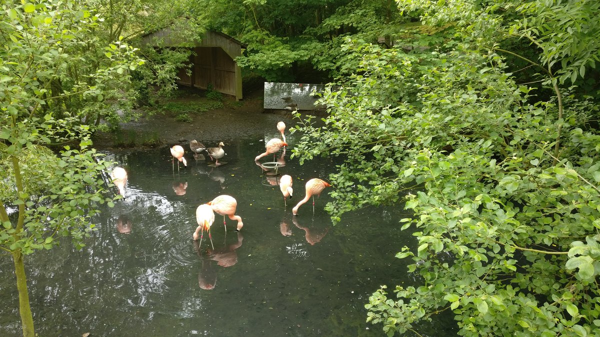 Duck on one leg and flamingos