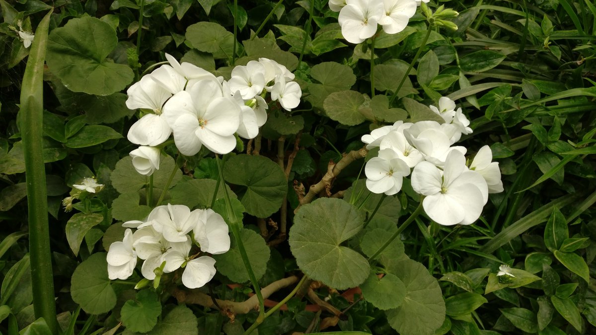 White flowers