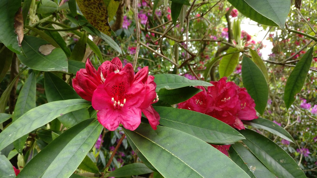 Red flowers