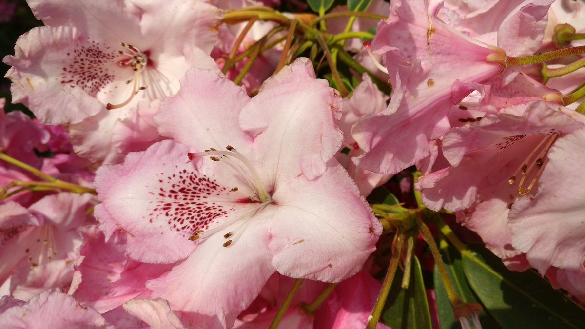 Bright white and pink flowers