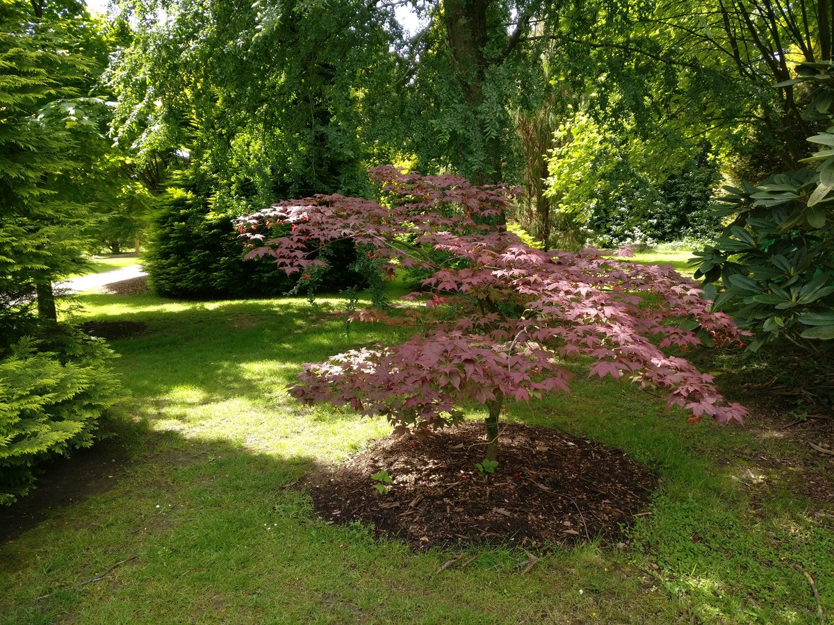 Sunlit colourful tree