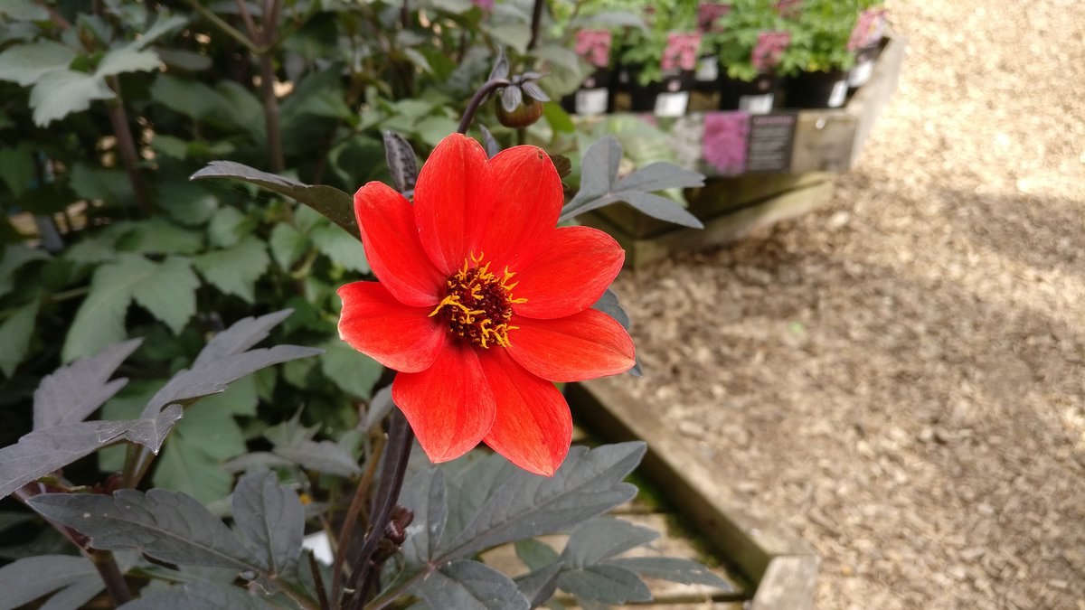 Flower at Wakehurst