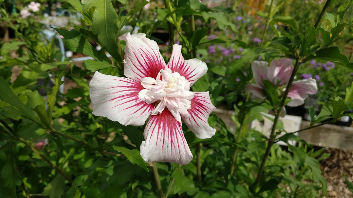 Flower at Wakehurst
