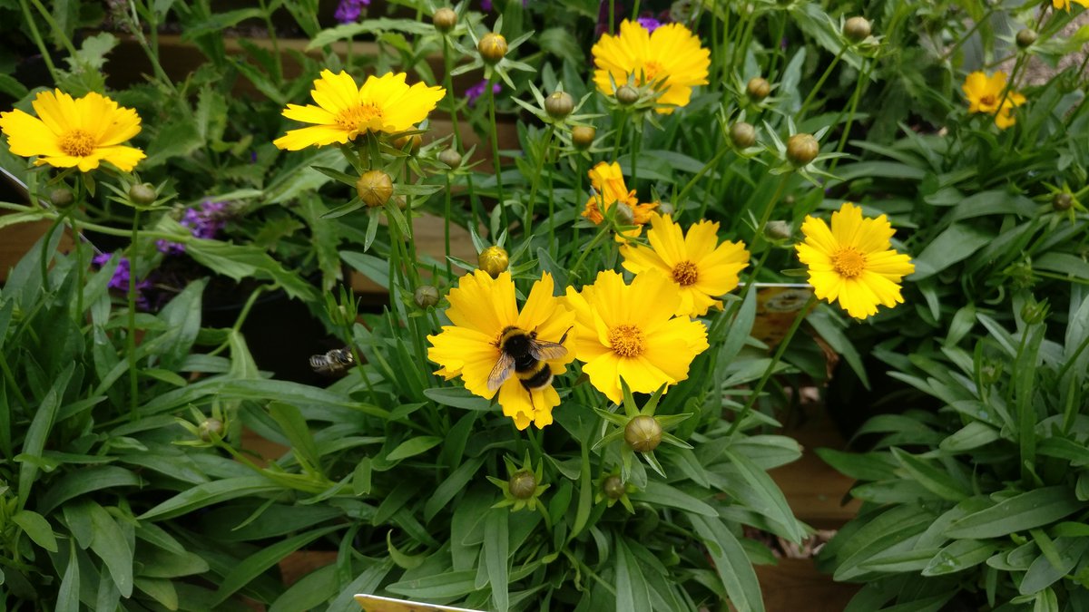 Flowers and bee(s) at Wakehurst