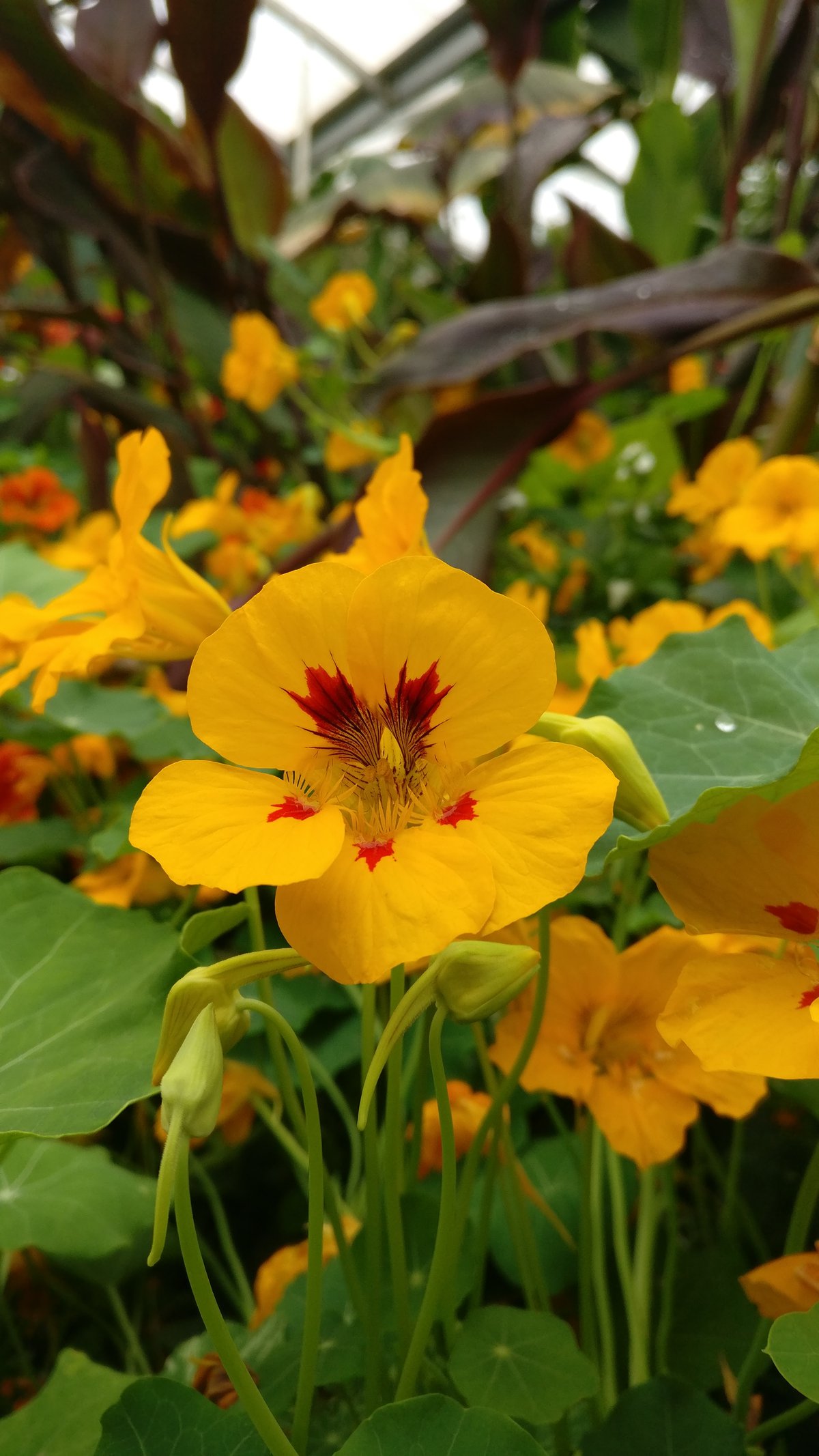 Yellow flower