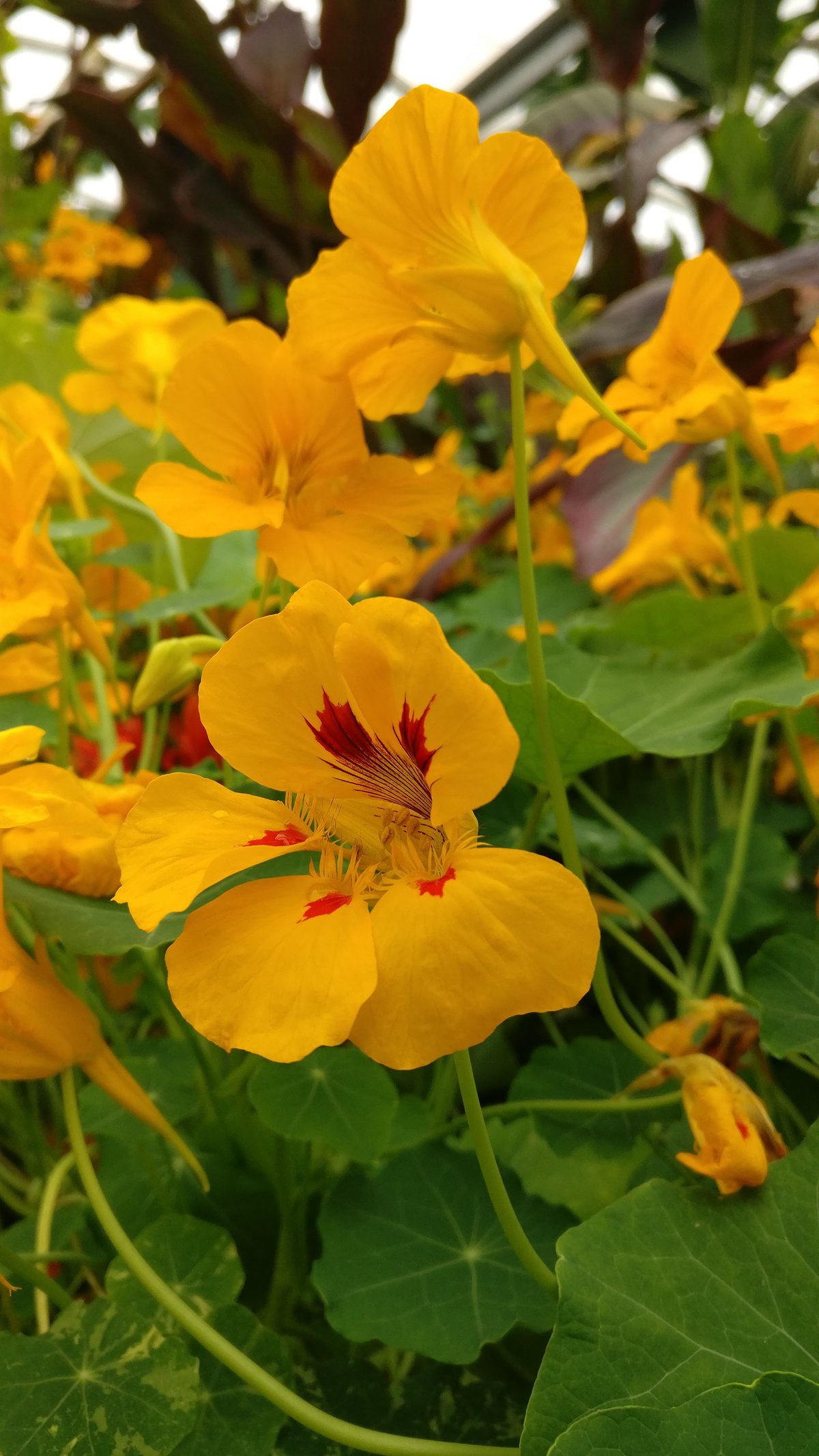 Yellow flower