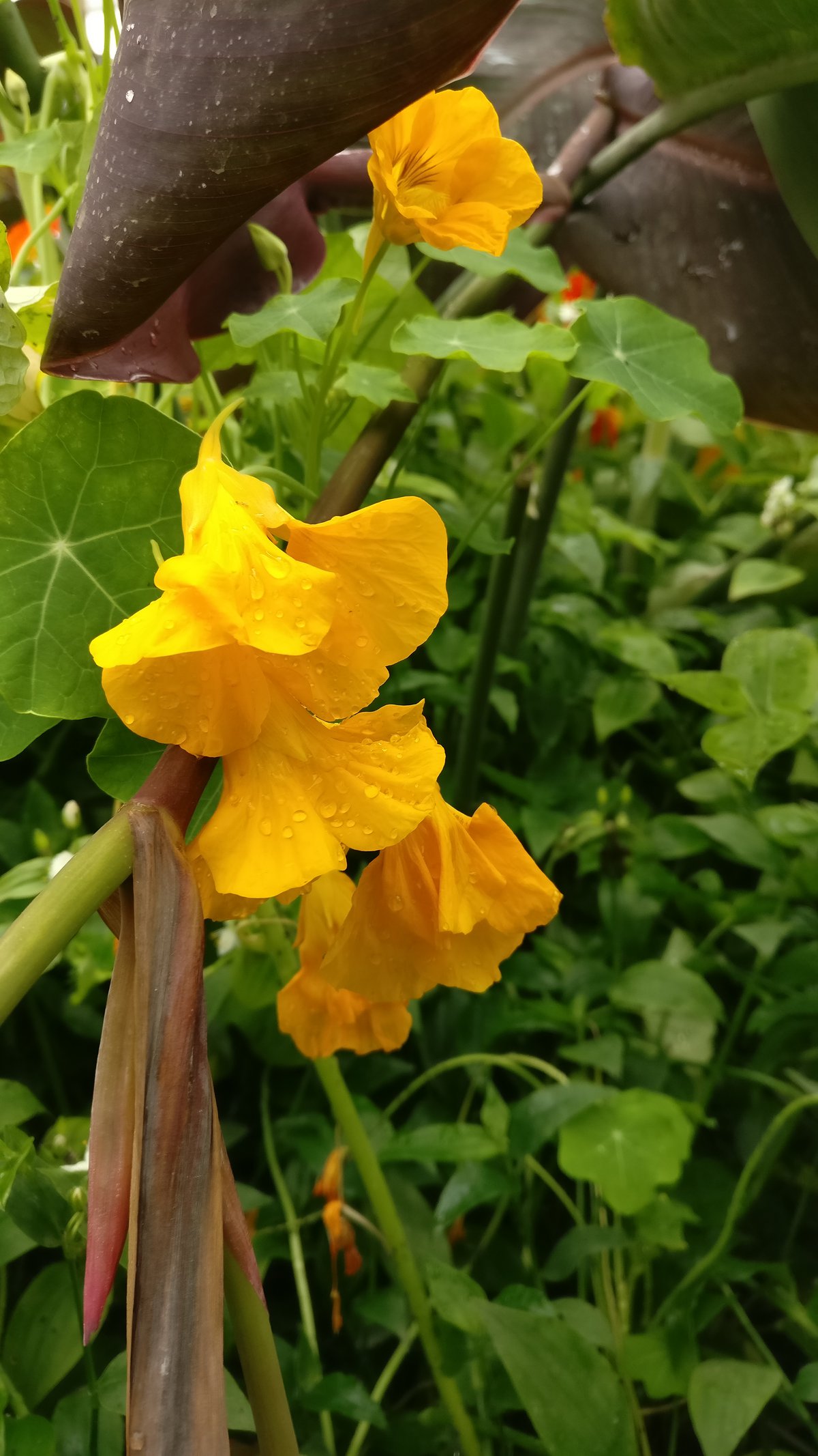 Yellow flower