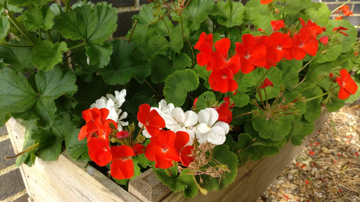 Flowers at Bletchley Park