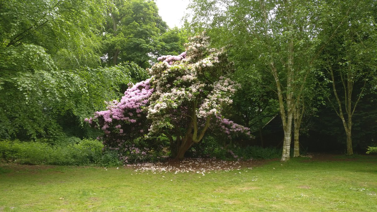 Flowering tree among green