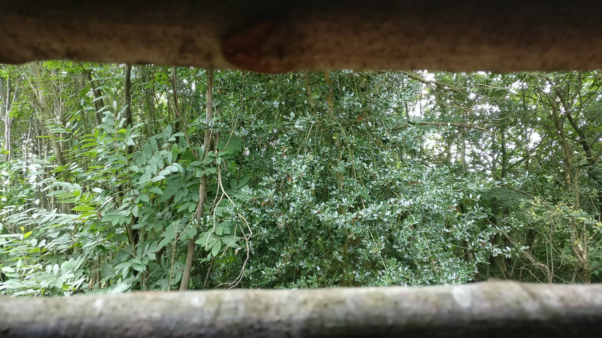 View from Chartwell tree house