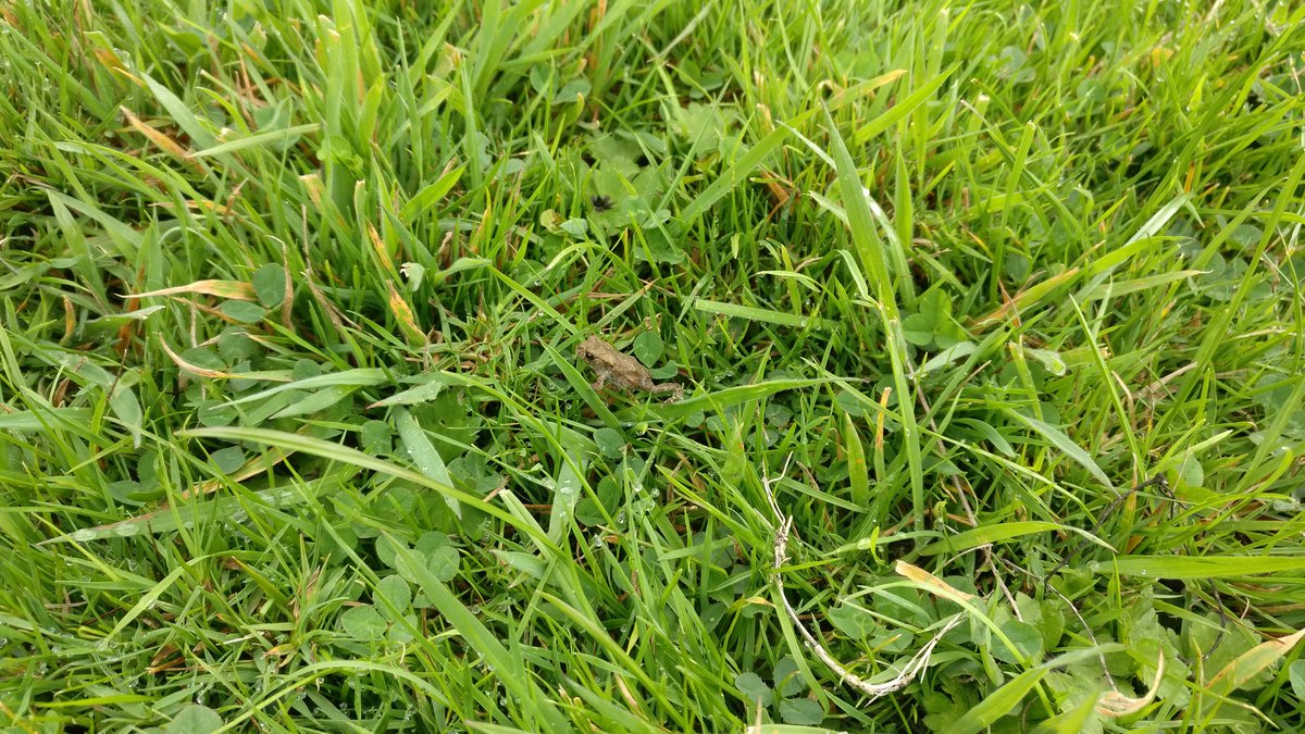 Frog in grass