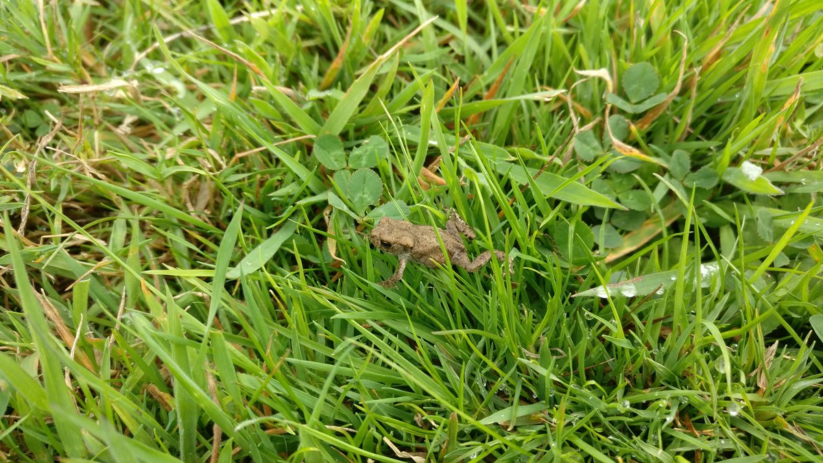 Frog in grass