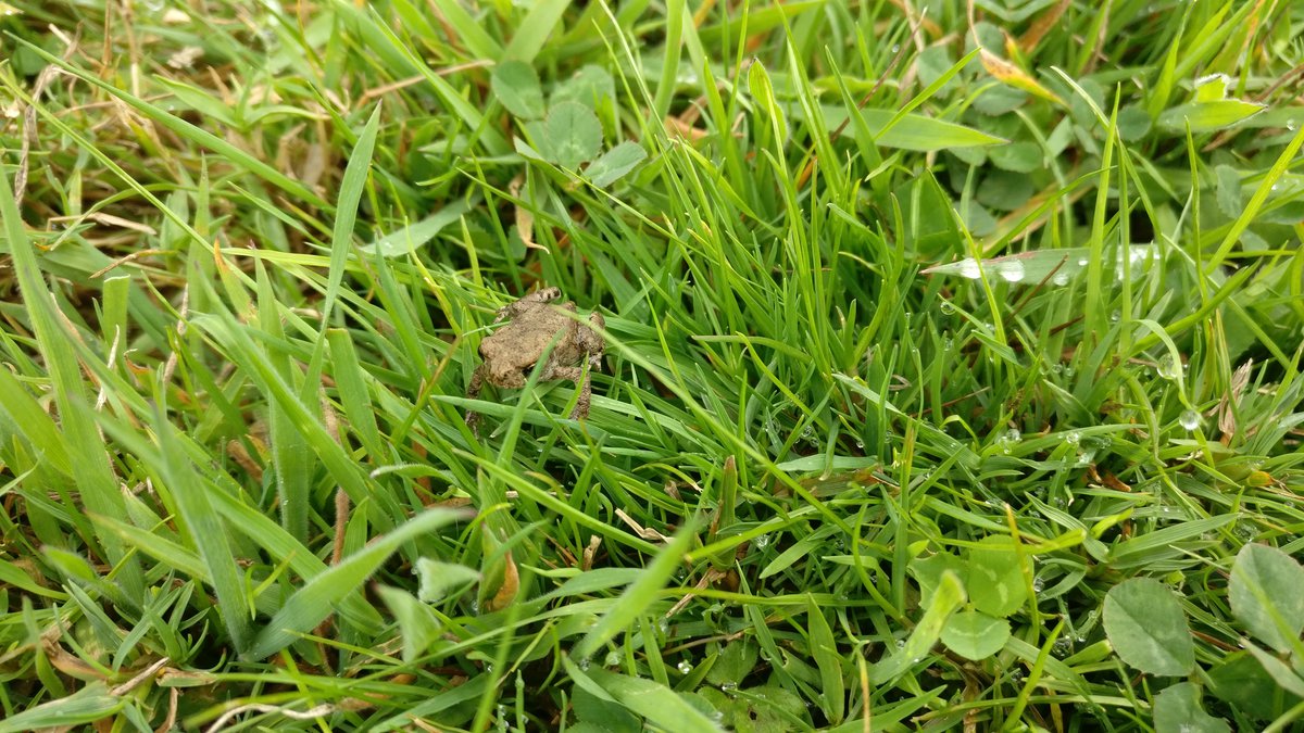 Frog in grass