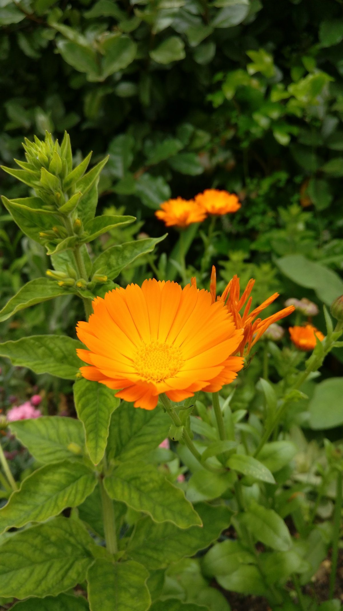 Sheringham orange flowers