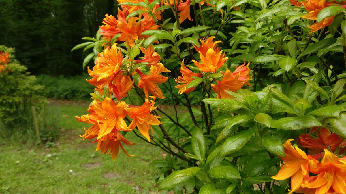 Sheringham orange flowers