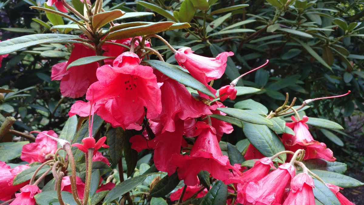 Sheringham flowers