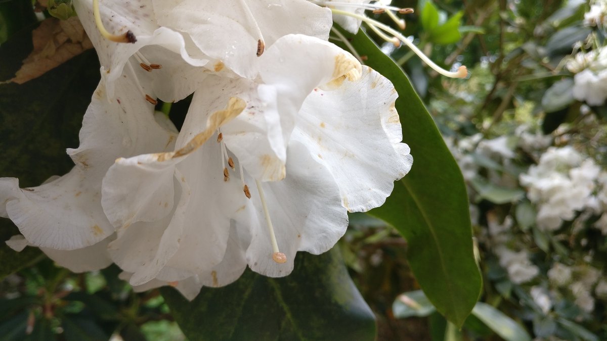 Sheringham white flowers