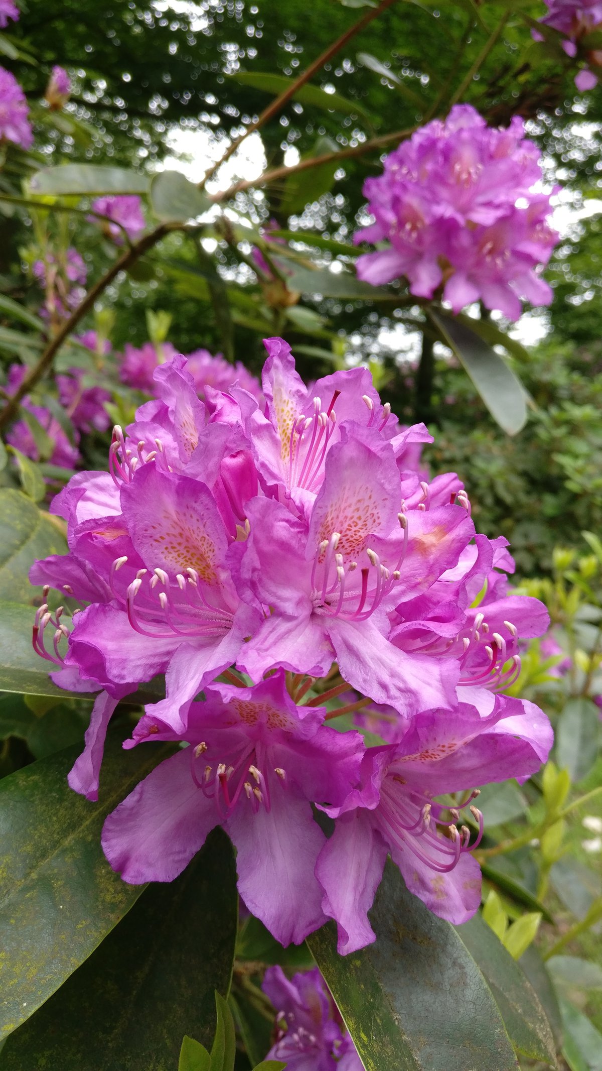 Sheringham purple flowers