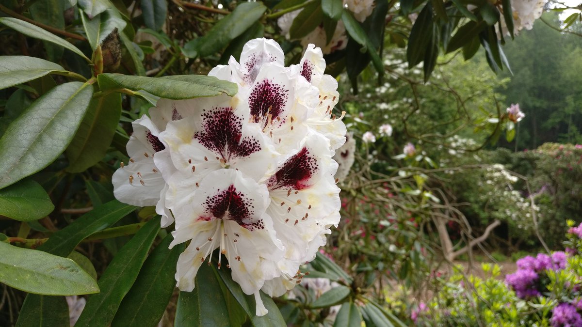 Sheringham white flowers