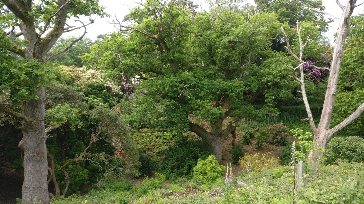 Sheringham trees