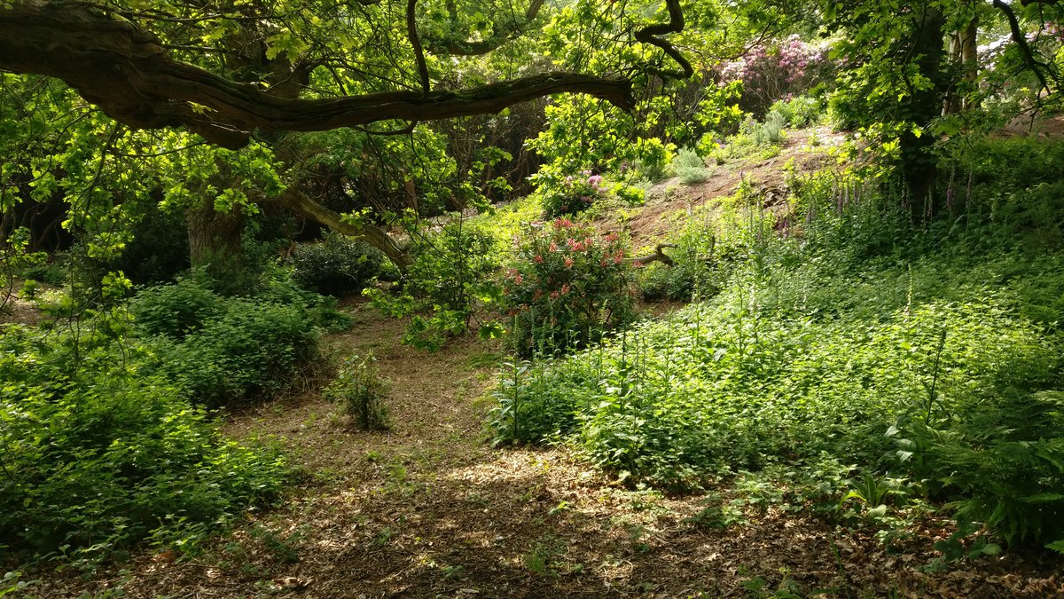 Sheringham trees