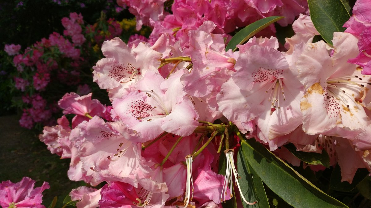 Sheringham flowers