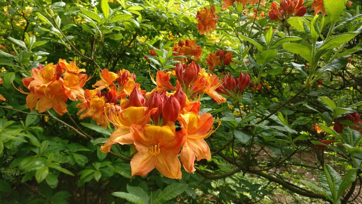 Sheringham orange flowers