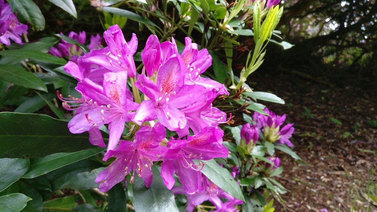 Sheringham purple flowers