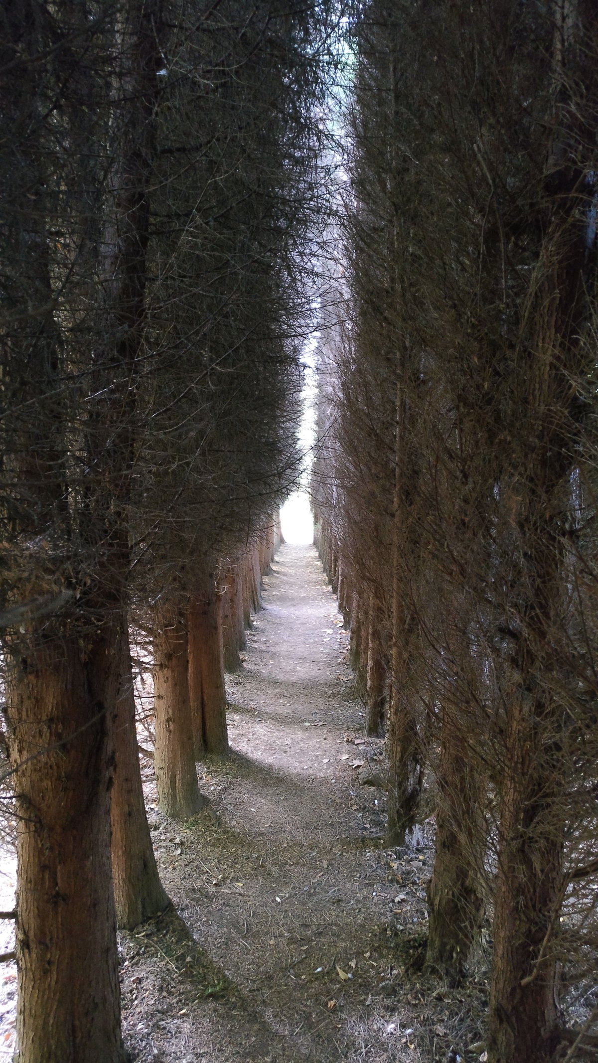 Tree tunnel