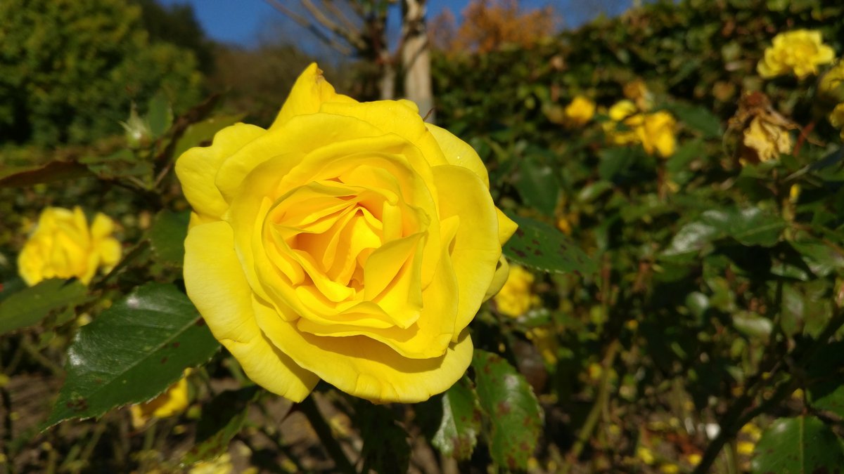 Flower in the gardens at Chartwell