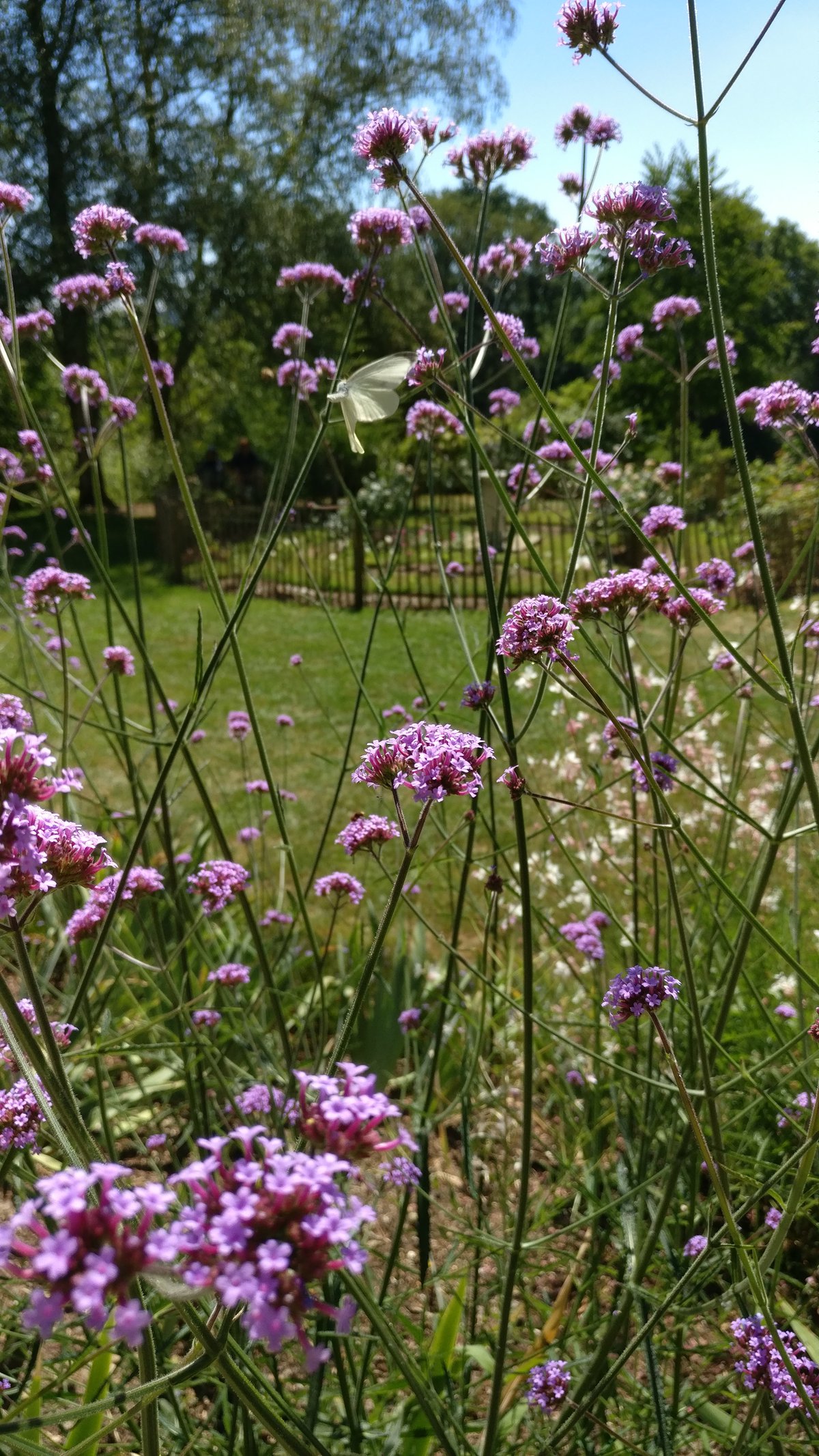 Flowers and butterfly