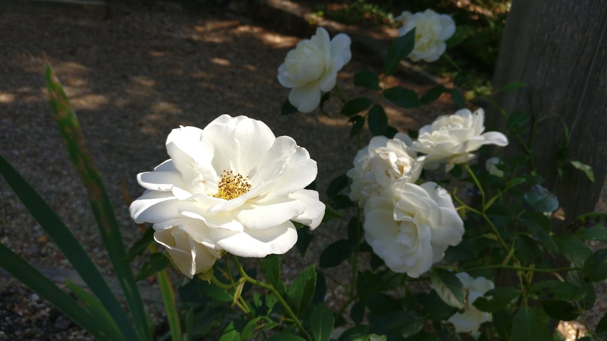 Sun on a white flower