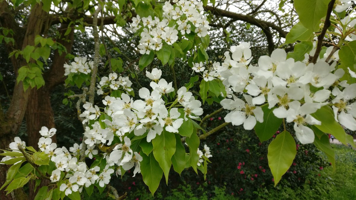 White flowers